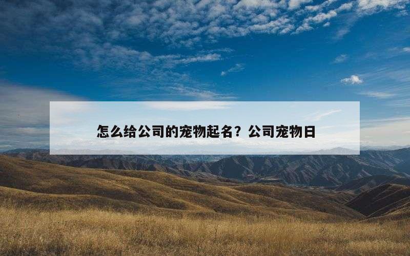 怎么给公司的宠物起名？公司宠物日