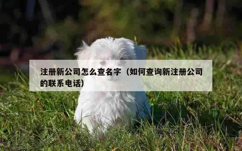 注册新公司怎么查名字（如何查询新注册公司的联系电话）